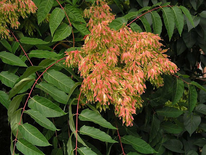 800px Ailanthus altissima